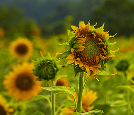 ���f����������